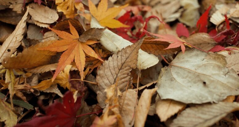 Fall leaves need to be maintained in home.