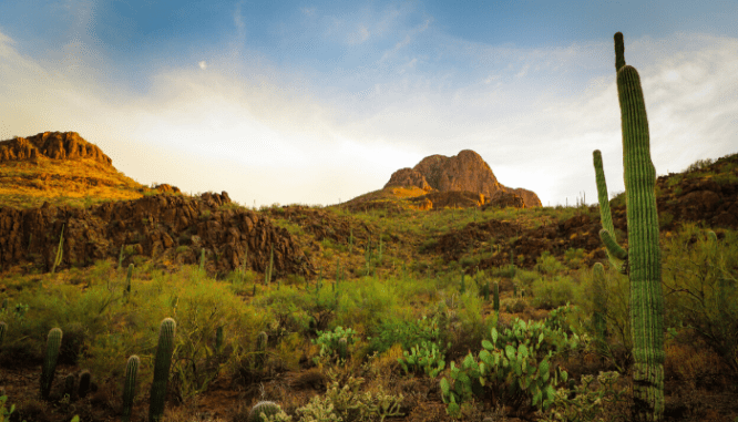 A desert in Tucson, where you can buy a house.