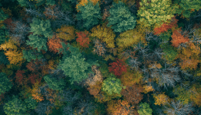 Trees near a house you can buy in Columbus, Ohio.