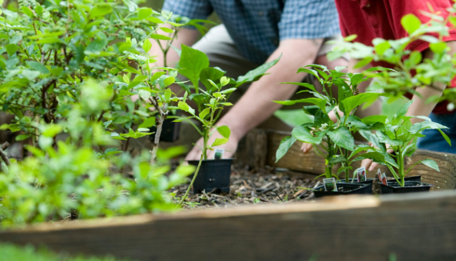 People planting in raised garden beds.