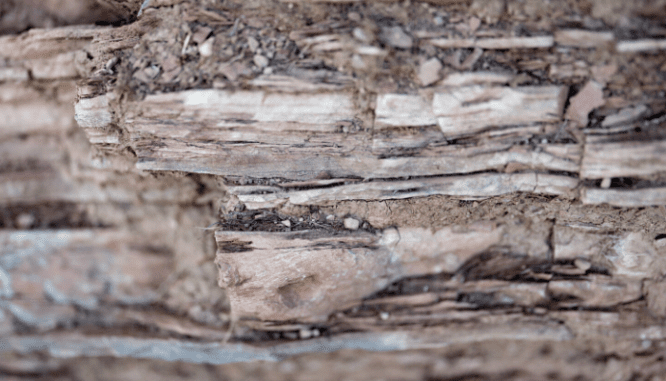 Some wood that may have been eaten by termites in a house in Nashville.