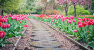 A brick path lined with tulips, landscaping that could add value.