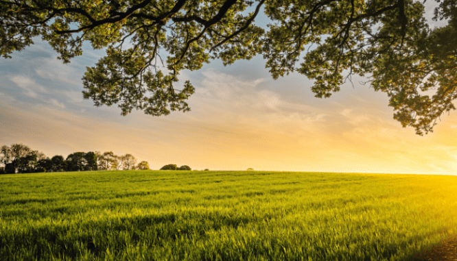 A field near a house you can buy with no money down.