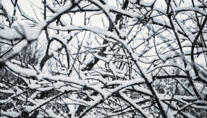 Tree branches covered in snow.