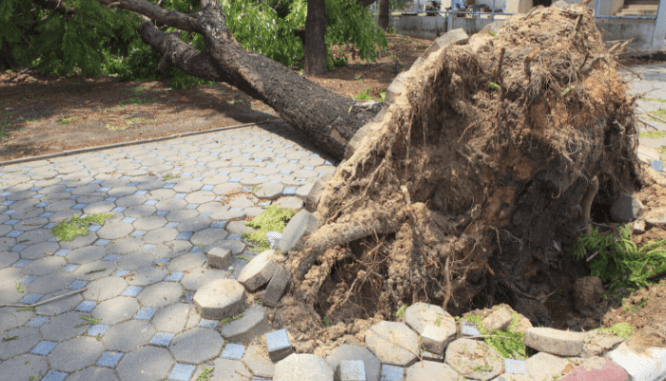 A fallen tree that has torn up a pathway and could be covered by home insurance.