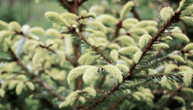 A close up on a pine tree, which could increase your property value.