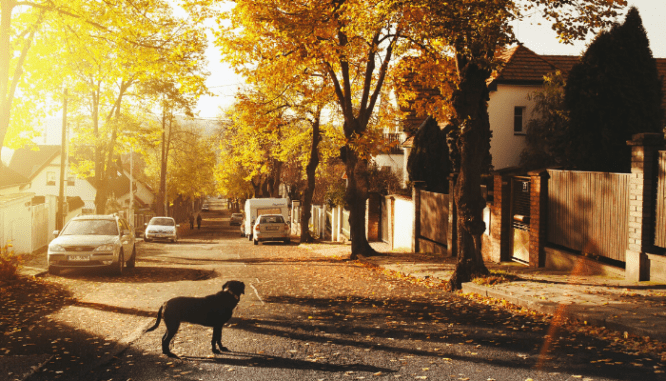 A street view of a neighborhood that you could form a homeowners association for.