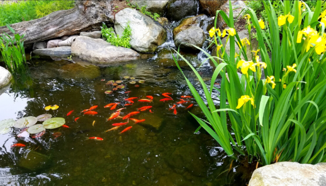 A koi pond is a water feature that can add value to a home