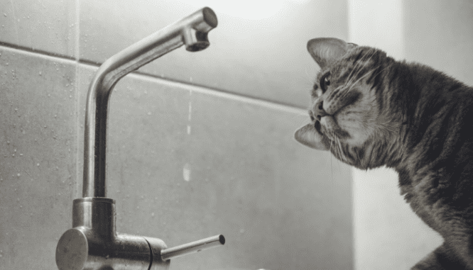 A gray house cat leaning in and looking at water dripping from a silver tap.