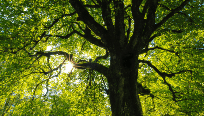 A huge shade tree full of green leaves that you could plant to save money when moving into a new house.