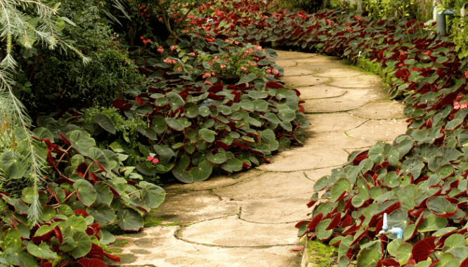 A white stone pathway through tropical foliage groundcover.