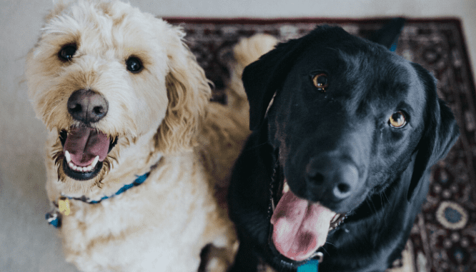 A black lab and a Goldendoodle, which you should not bring to an open house.