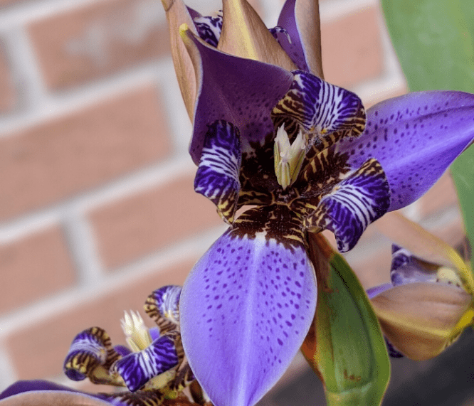 An iris in a garden with increased property value.