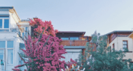 Flowering trees over a white arch leading into the front yard of a rent to own home.