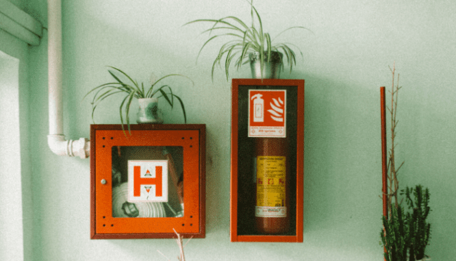 A fire extinguisher and firehose box on a green wall with plants on each box.