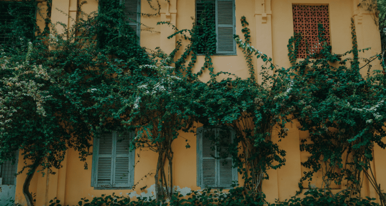 A yellow wall with blue shuttered windows and an ivy plant spreading across.