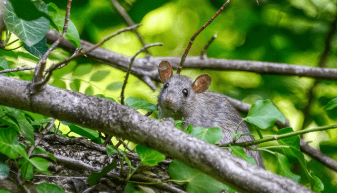 A photo of a mouse illustrates the topic of common repairs needed after a home inspection.