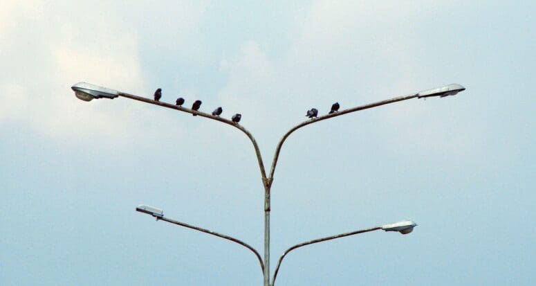 Five birds on one side of a light post and two birds on the other side show the imbalance in real estate appraisals