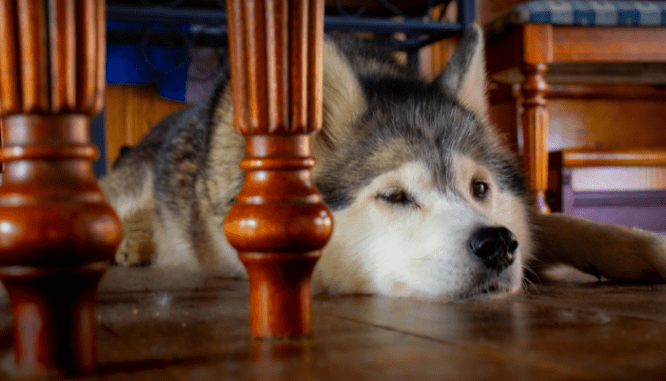 A dog that is prepared for a home inspection.