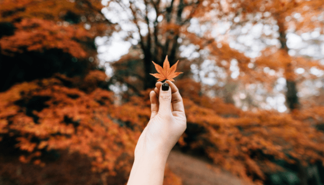 Spruce up your landscape with a new home fall winter curb appeal