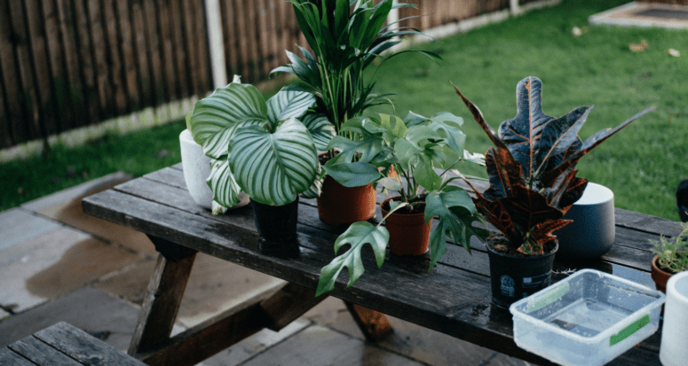 Plants that will improve the air quality in a home.