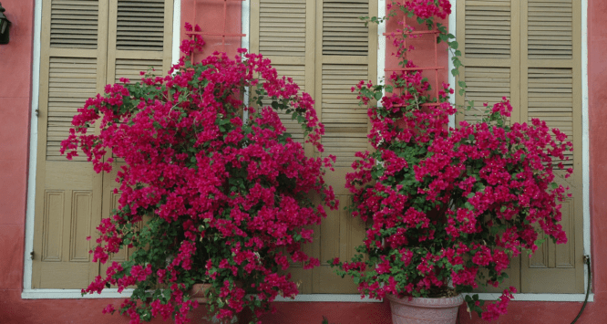 Flowers in front of a New Orleans house that sold fast.