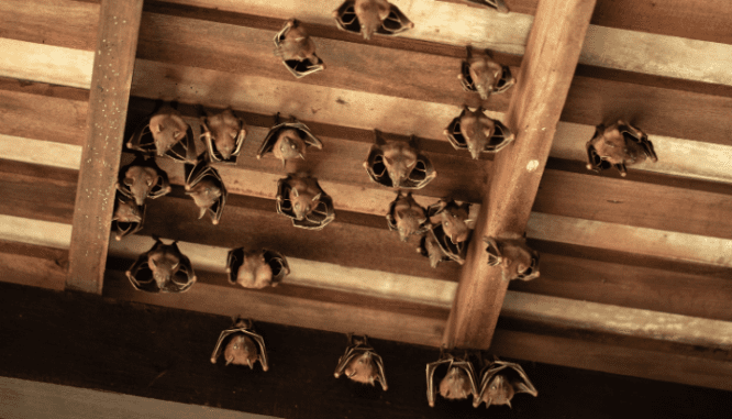 can you sell a house with bats in the attic means you have to disclose