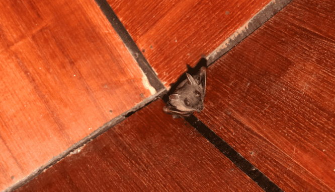 can you sell a house with bats in the attic means no shortcuts