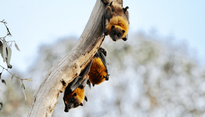 A batty real estate case for can you sell a house with bats in the attic