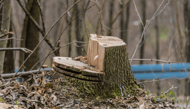 A dead tree stump near a house for sale.