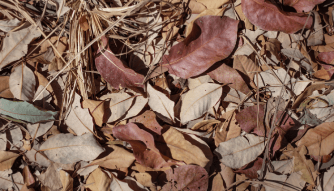 Leaves outside a home with winter curb appeal.