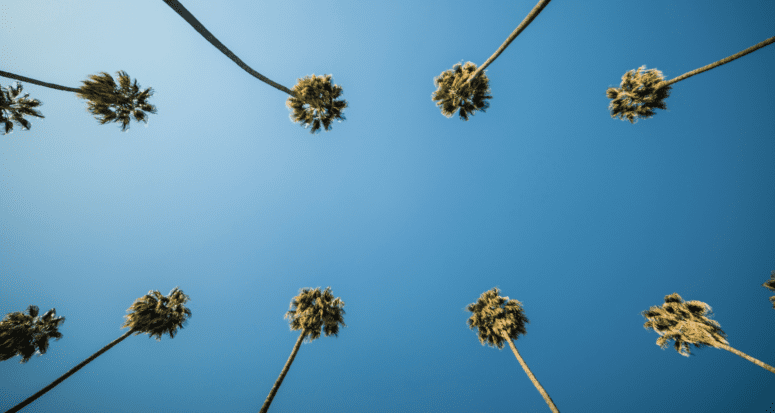 Palm trees in Los Angeles, where top real estate agents work.