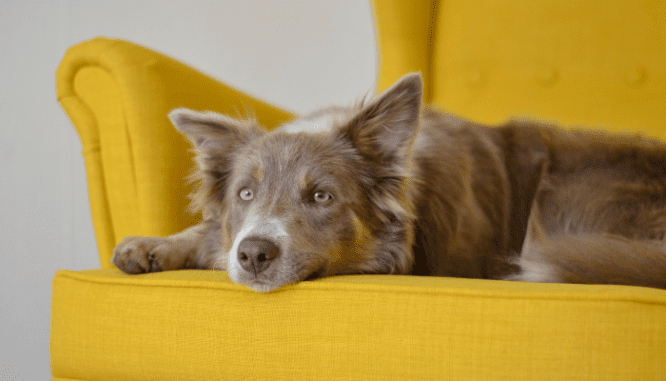 A dog on a chair, who might be contributing to old house smells.