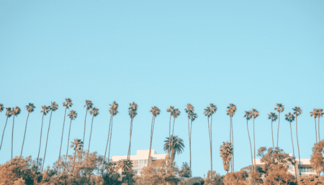 Palm trees and homes near where you can buy a house in Calabasas.