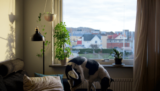 An image of a dog in a bedroom to demonstrate the process of home window replacement.