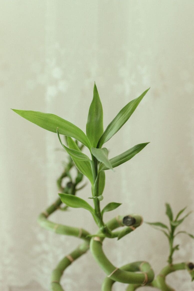 A plant with green leaves that can grow indoors.