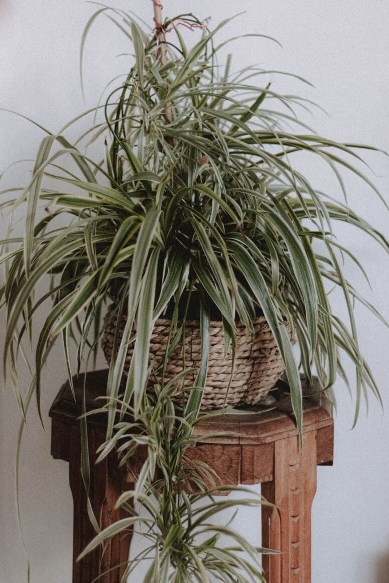 A plant used indoors in low light that's potted.