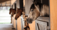 An image of horses to depict what a gentleman's farm is.