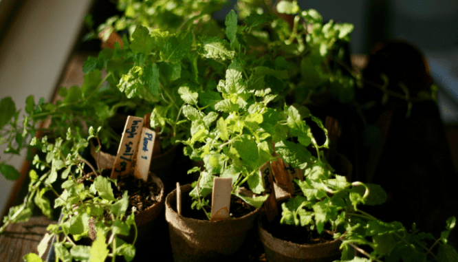 A collection of potted herbs that could be upgraded to a planter with grow lights in a smart kitchen.