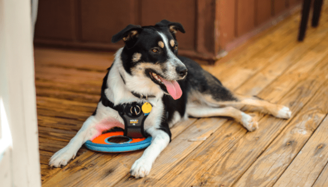 a dog resting in the shade provided by a dogtrot house.