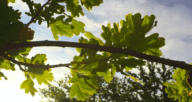 A tree branch shines in daylight as the homeowner contemplates how much does it cost to cut down a tree.