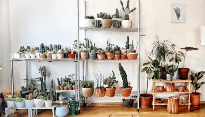 Indoor plants getting ready to go into the homeseller's car because hired movers won't pack them for moving.