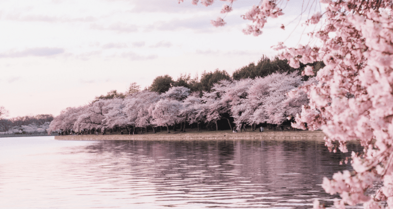 Cherry blossoms near a house you can buy in Washington D.C.