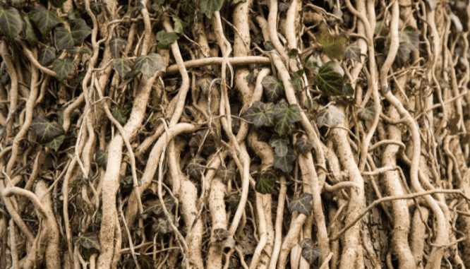 Roots of a tree that are found during a septic inspection.