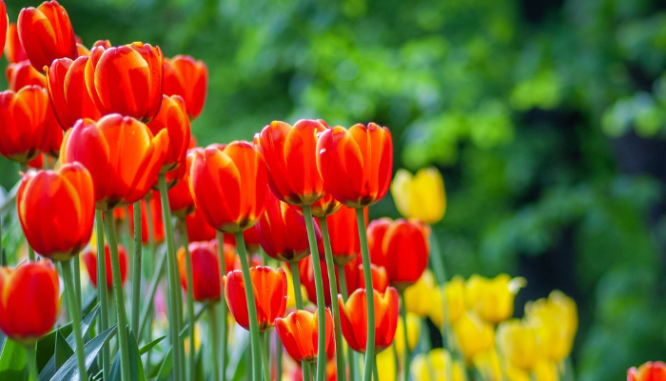 Tulips in spring, which might be a good time of year to sell a house.