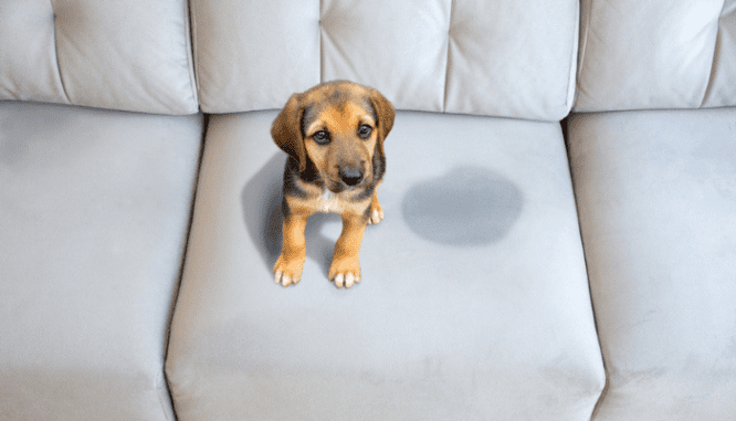 A dog that stained a couch.