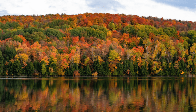 A tree line near a house you can afford.