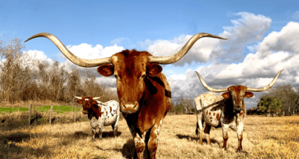 Real estate investment in Texas is a great idea, even in areas with longhorns like this one.