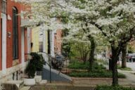 Stone and brick row houses in Baltimore. In front of the house in the foreground, there is a white flowering tree and ivy growing at the base.